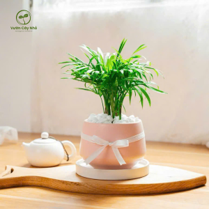 Chậu cây cau tiểu trâm phong thủy chất bền bỉ, để bàn làm việc thanh lọc không khí - Vườn Cây Nhỏ