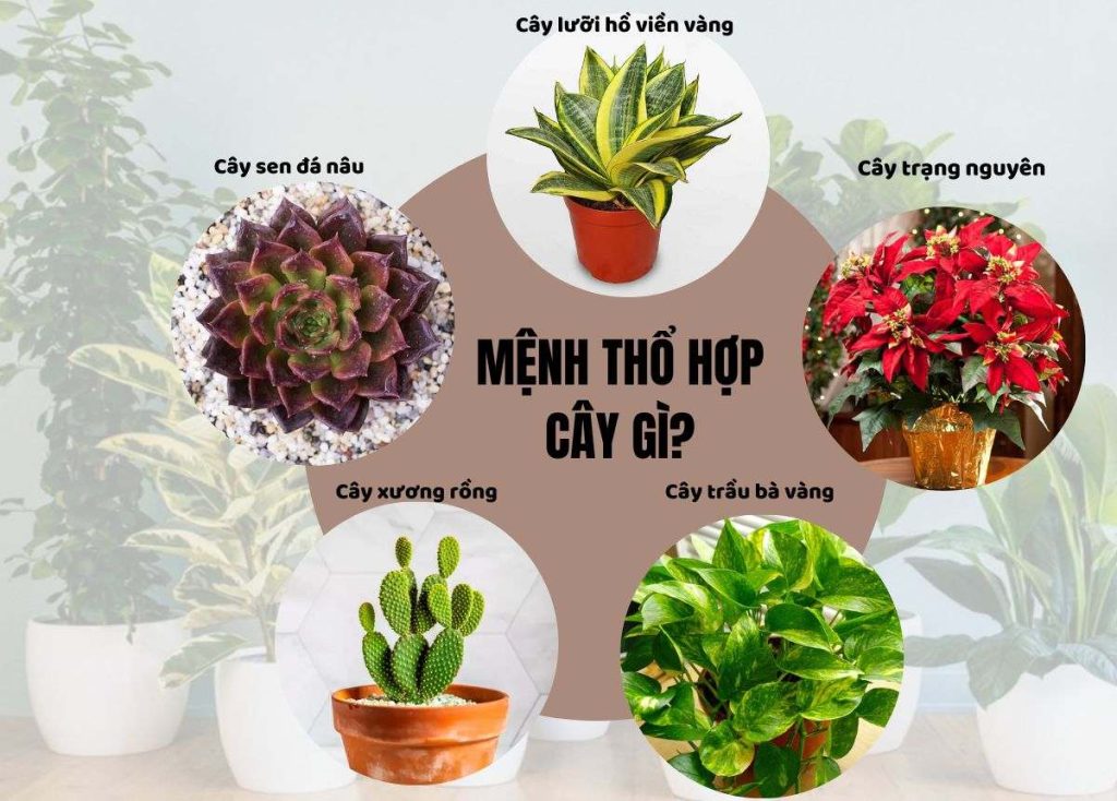 Cây Phong Thủy Cho Người Mệnh Thổ