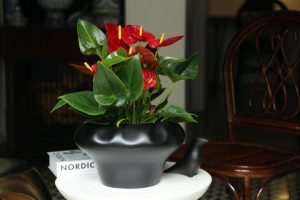 Hoa Hồng Môn