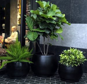 Cây Bàng Cảnh Sirgapore