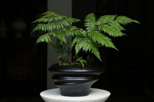 Cây Cảnh Dương Xỉ