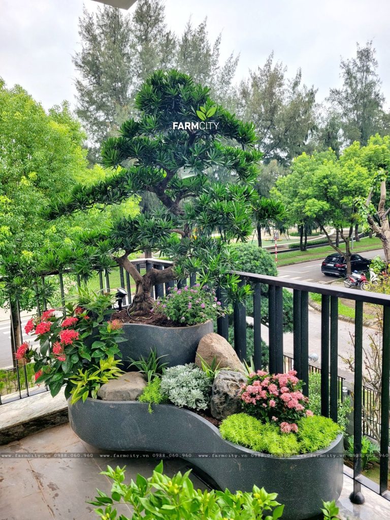 Cây xanh trồng ngoài sân thượng