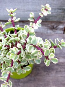 Sen Đá Đô La nhiều cành