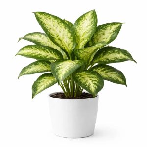 Cây ngọc ngân mini để bàn siêu xinh siêu đẹp cho mọi người