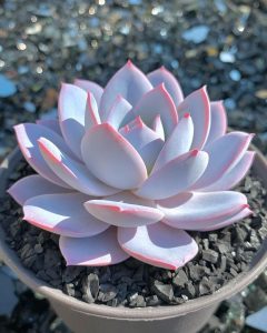 Cây Sen Đá Màu Trắng Hồng