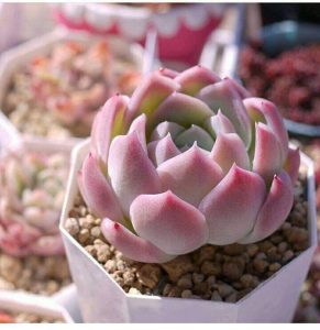 Cây Sen Đá Màu Hồng Phấn