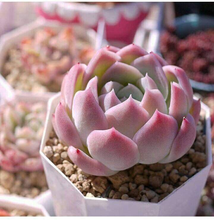 Cây Sen Đá Màu Hồng Phấn