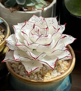 cây sen đá mini đẹp